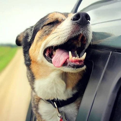 Dog Car Seat Belt Leash High Tensile Adjustable Clip Safety Belt Dog Car Harness Connector Lead Small Medium Large Travel Secure | Koossa