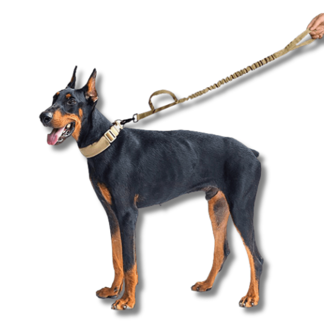 Dog Bungee Leash 1000D Nylon Elastic Buffer 97–150cm Metal Swivel Clip No-Pull Training Lead EVA Handle Tactical | Koossa