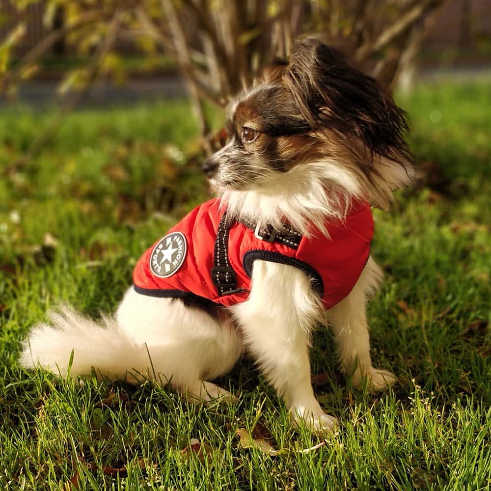 Dog Jacket Waterproof Insulated Built-In Harness Padded Winter Coat Reflective Large Medium Small Dog Windproof Outdoor Vest | Koossa