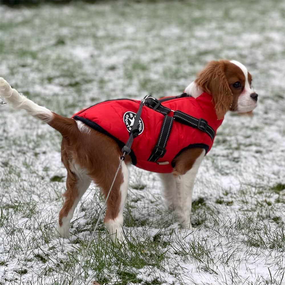 Dog Jacket Waterproof Insulated Built-In Harness Padded Winter Coat Reflective Large Medium Small Dog Windproof Outdoor Vest | Koossa