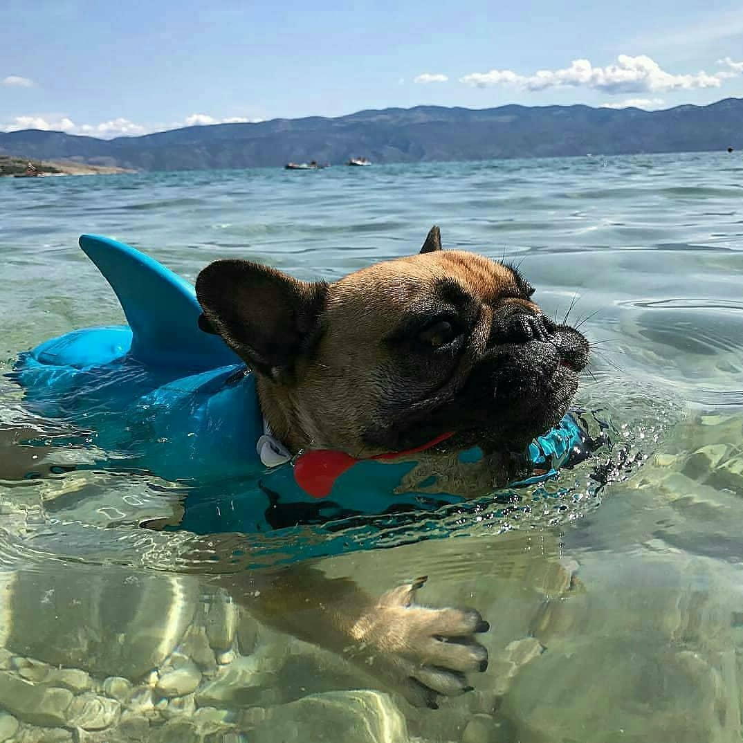 Dog Life Jacket Shark Fin Buoyant Diving Fabric French Bulldog Swim Vest Quick-Release Buckle Grab Handle D-Ring Water Safety | Koossa