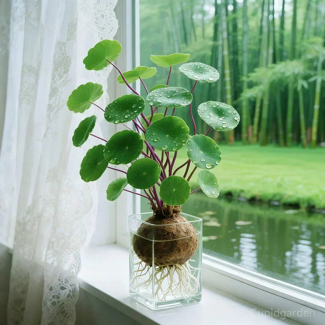 Plante d'intérieur à caudex sculptural pour salon bureau et rebord de fenêtre facile d'entretien décorative | Koossa