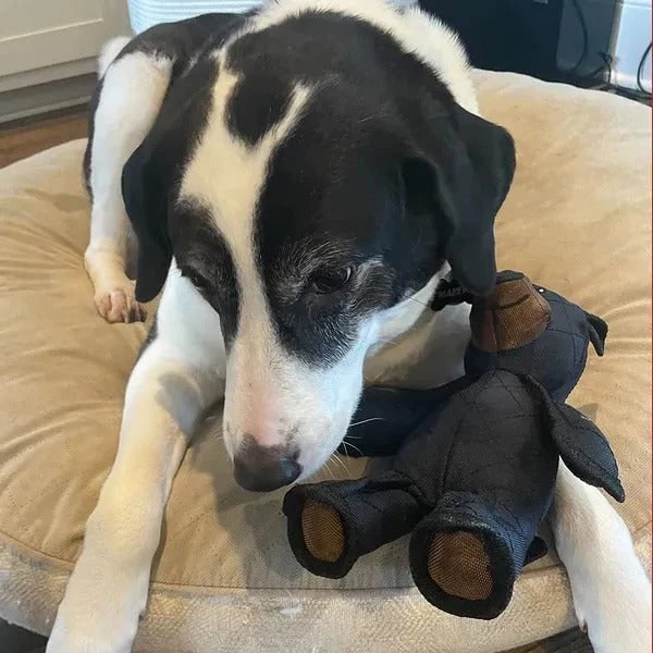 Reinforced Plush Chew Toy for Aggressive Chewers — Heavy-Duty Canvas Bear with Double-Stitched Seams and Thick Webbing | Lonoma