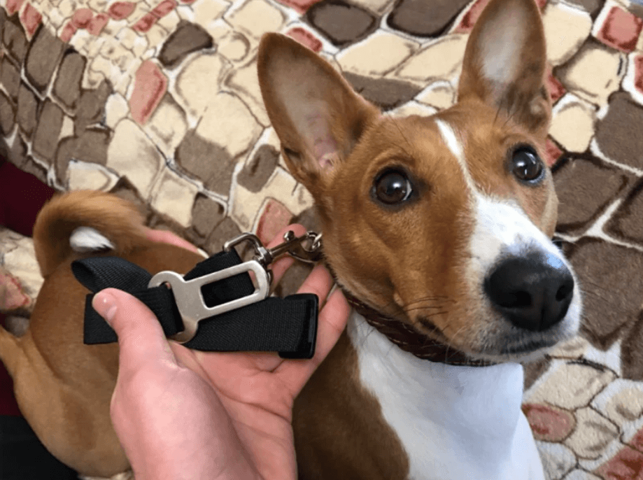 Dog Car Seatbelt Adjustable Nylon 2-in-1 Lead Clip Safety Harness Restraint Travel Strap Universal Fit Vehicle | Koossa