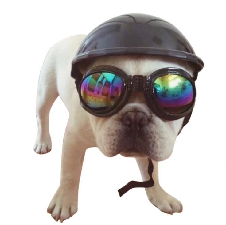 Dog Goggles UV Protection Anti-Fog Waterproof French Bulldog Sunglasses Flat-Face Fit Adjustable Strap Small Dog Eye Protection | Koossa