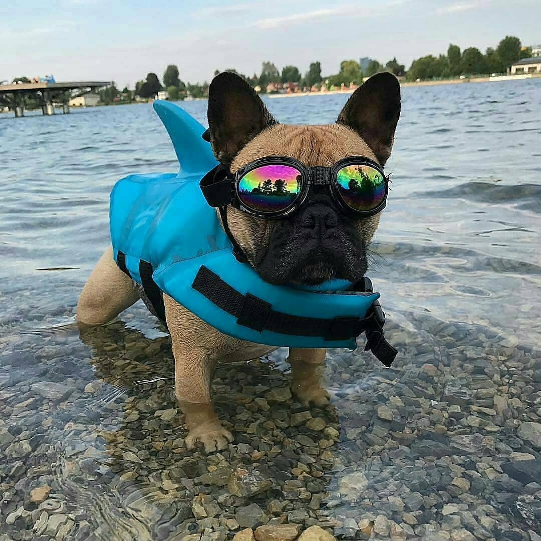 Dog Life Jacket Shark Fin Buoyant Diving Fabric French Bulldog Swim Vest Quick-Release Buckle Grab Handle D-Ring Water Safety | Koossa