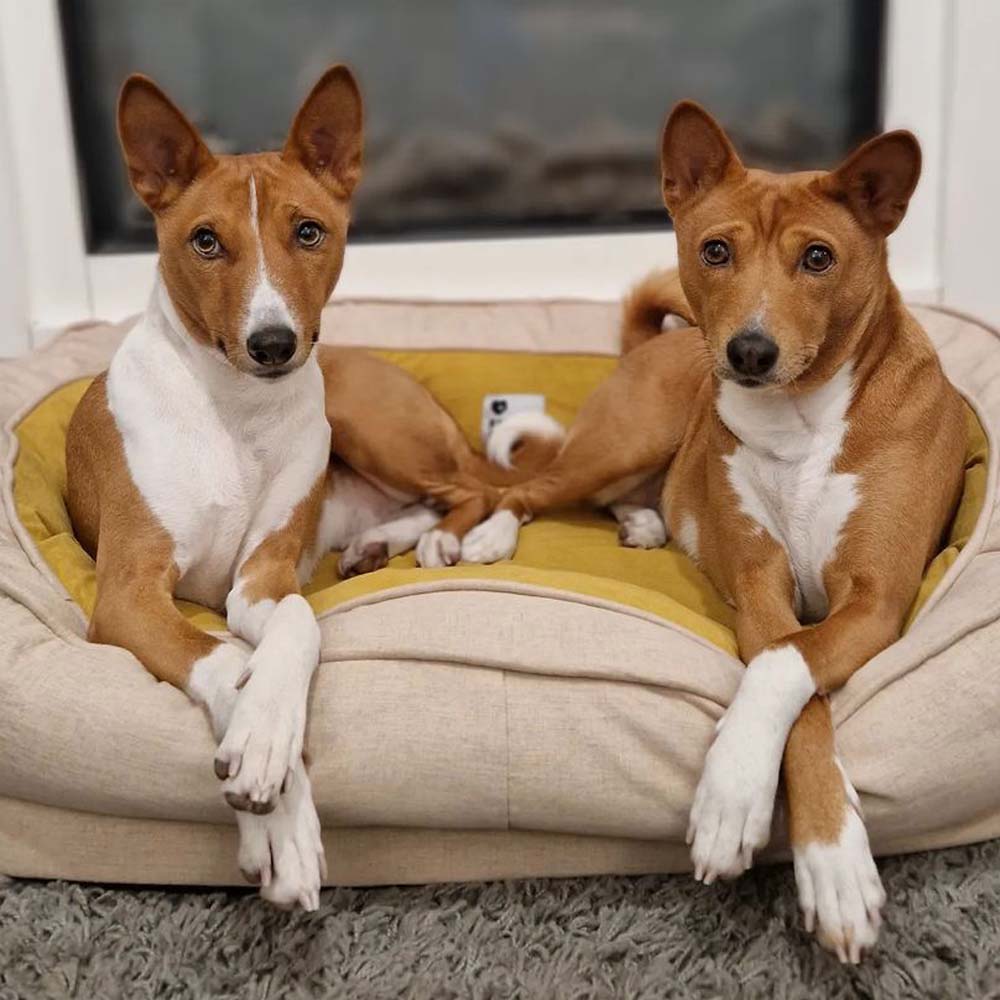 Dog Bed Donut Oval Orthopaedic Foam M L XL 2XL Waterproof Washable Anti-Slip Calming Cuddler Pet Sofa Bed | Koossa