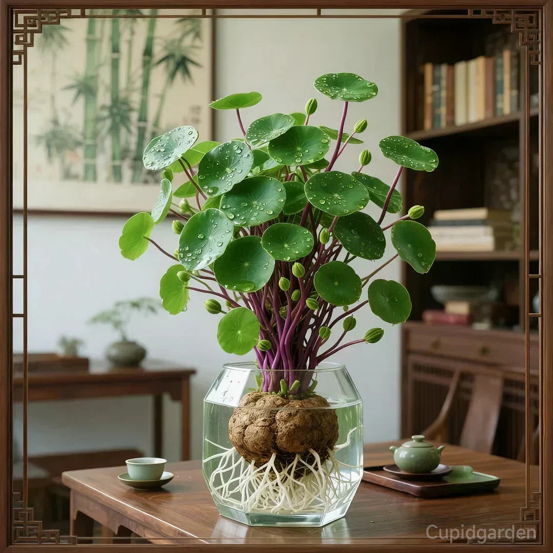 Plante d'intérieur à caudex sculptural pour salon bureau et rebord de fenêtre facile d'entretien décorative | Koossa