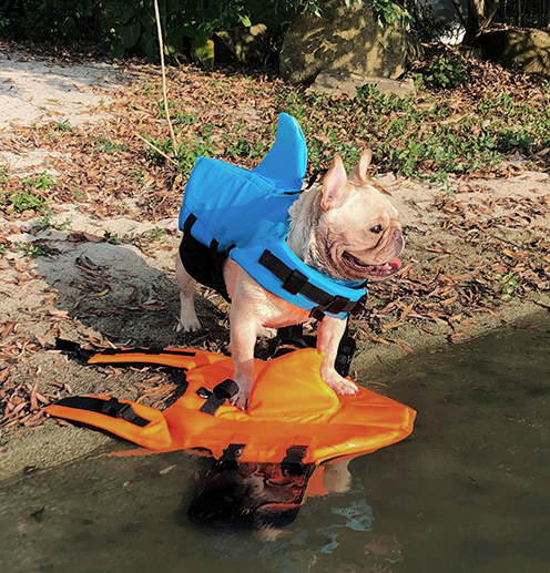 Dog Life Jacket Shark Fin Buoyant Diving Fabric French Bulldog Swim Vest Quick-Release Buckle Grab Handle D-Ring Water Safety | Koossa