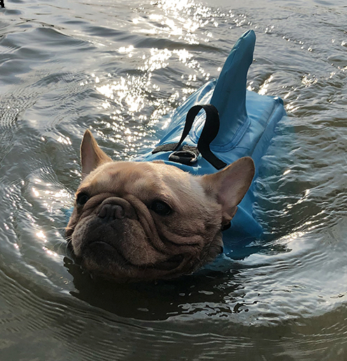 Dog Life Jacket Shark Fin Buoyant Diving Fabric French Bulldog Swim Vest Quick-Release Buckle Grab Handle D-Ring Water Safety | Koossa