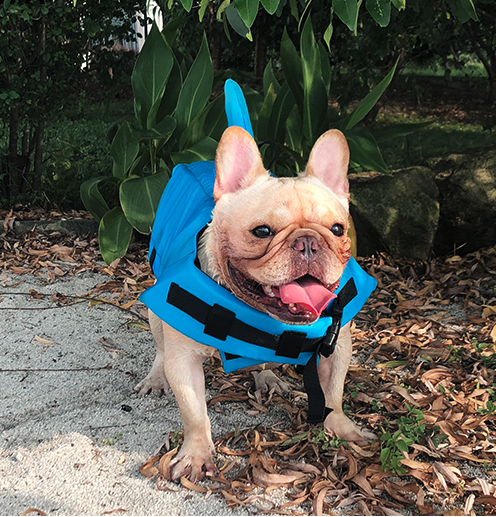 Dog Life Jacket Shark Fin Buoyant Diving Fabric French Bulldog Swim Vest Quick-Release Buckle Grab Handle D-Ring Water Safety | Koossa