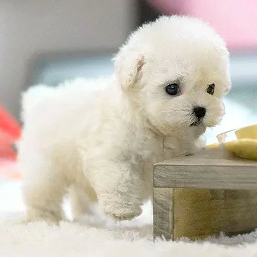 Peluche robotisée interactive chien câlin réaliste pour enfants et seniors compagnie apaisante et douce | Koossa