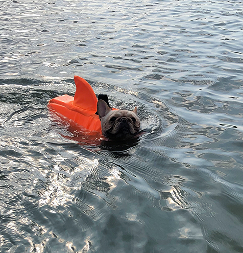 Dog Life Jacket Shark Fin Buoyant Diving Fabric French Bulldog Swim Vest Quick-Release Buckle Grab Handle D-Ring Water Safety | Koossa