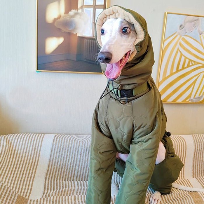 Dog Padded Coat Parka Fleece Lined Waterproof Whippet Greyhound S to 4XL Leash Ring High Neck Windproof | Koossa