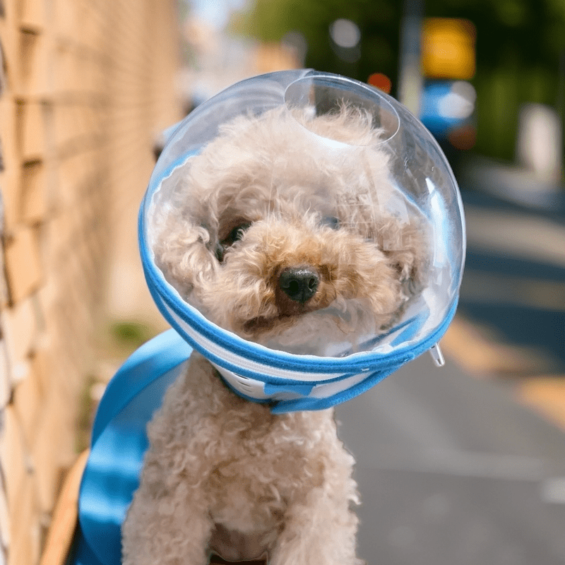 Pet Recovery Collar Transparent Plastic 360° Anti-Lick Anti-Bite Lightweight Cat Dog Cone Post-Surgery | Koossa
