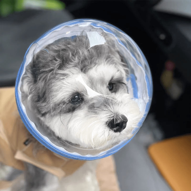 Pet Recovery Collar Transparent Plastic 360° Anti-Lick Anti-Bite Lightweight Cat Dog Cone Post-Surgery | Koossa