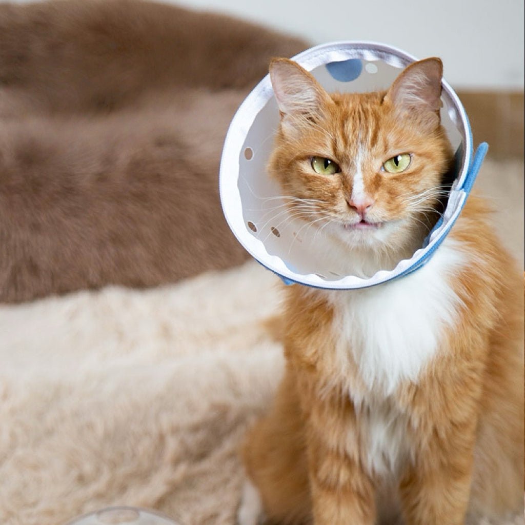 Pet Recovery Collar Transparent Plastic 360° Anti-Lick Anti-Bite Lightweight Cat Dog Cone Post-Surgery | Koossa