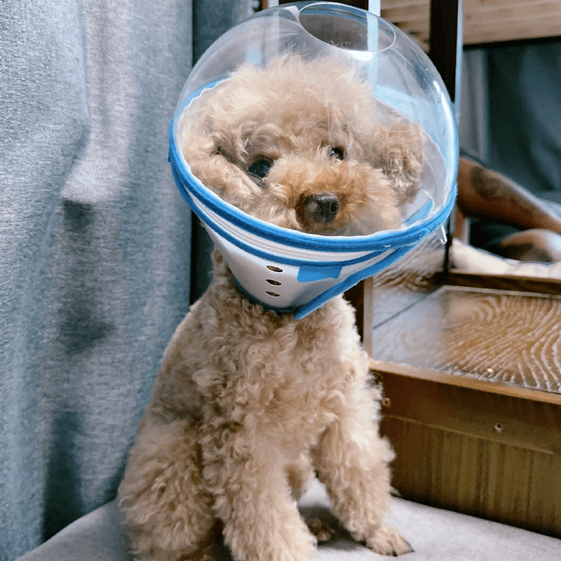 Pet Recovery Collar Transparent Plastic 360° Anti-Lick Anti-Bite Lightweight Cat Dog Cone Post-Surgery | Koossa