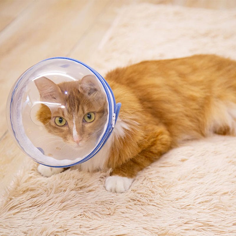 Pet Recovery Collar Transparent Plastic 360° Anti-Lick Anti-Bite Lightweight Cat Dog Cone Post-Surgery | Koossa