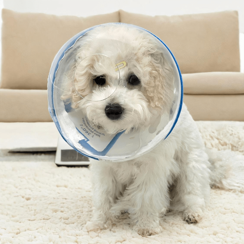 Pet Recovery Collar Transparent Plastic 360° Anti-Lick Anti-Bite Lightweight Cat Dog Cone Post-Surgery | Koossa