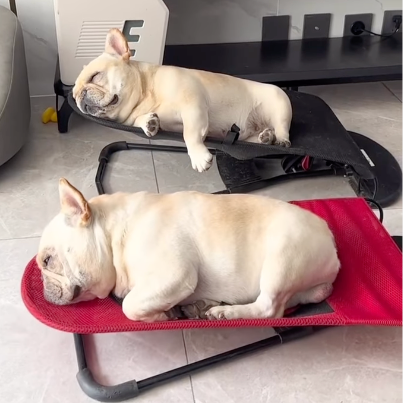 Dog Rocking Lounger Foldable Breathable French Bulldog Elevated Bed Antibacterial Fabric Portable Indoor Outdoor Small Dog Bouncer | Koossa
