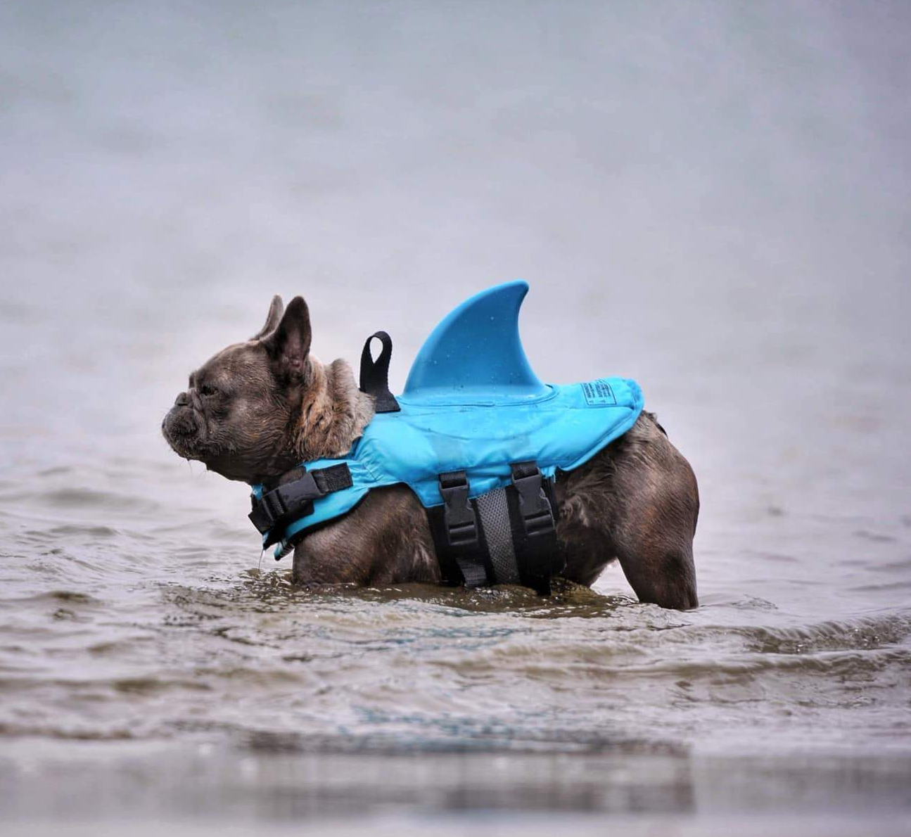 Dog Life Jacket Shark Fin Buoyant Diving Fabric French Bulldog Swim Vest Quick-Release Buckle Grab Handle D-Ring Water Safety | Koossa