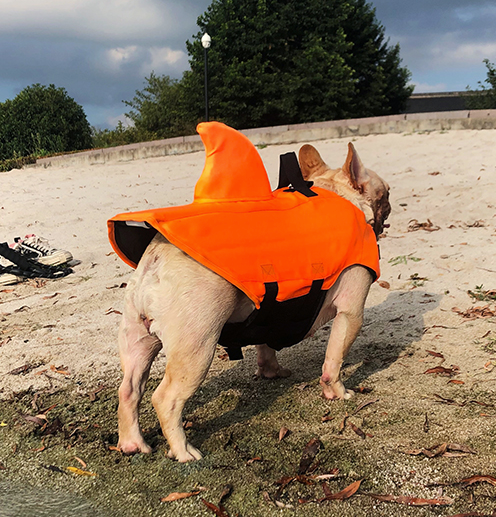 Dog Life Jacket Shark Fin Buoyant Diving Fabric French Bulldog Swim Vest Quick-Release Buckle Grab Handle D-Ring Water Safety | Koossa