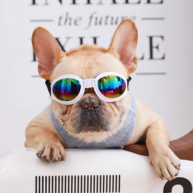 Dog Goggles UV Protection Anti-Fog Waterproof French Bulldog Sunglasses Flat-Face Fit Adjustable Strap Small Dog Eye Protection | Koossa